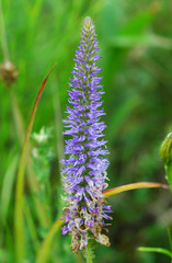 Beautiful purple flower in a meadow in the spring