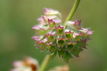Common purple flower in the spring