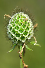 Common green flower in the spring