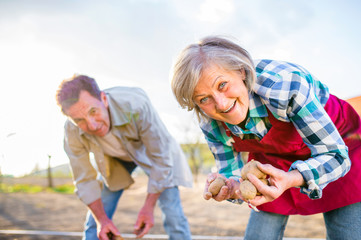 Senior couple planting potatoes into the soil, spring nature