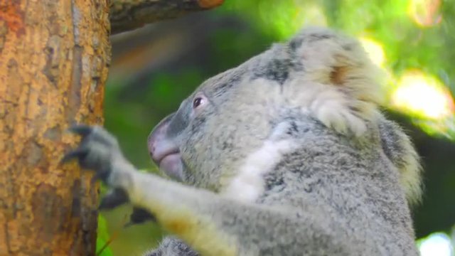 Cute koala bear yawns and shakes oneself on tree in tropical forest