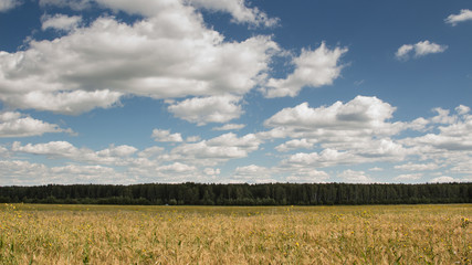 Gold wheat field