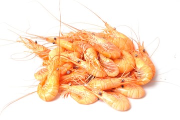 prawn Shrimp