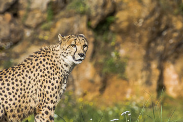 Cheetah climbed on a mound staring at a target