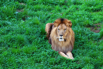 Obraz na płótnie Canvas Male African lion resting on the grass. He has a beautiful mane and is serious and focused.