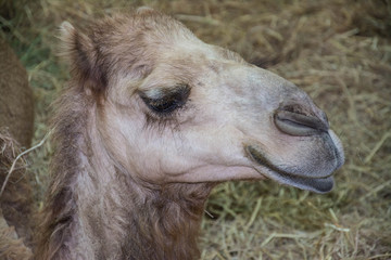 Fototapeta premium Camels in Arabia, wildlife