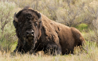 relaxed bison in the landscape © Chris Gardiner