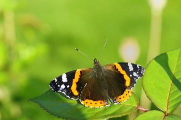 Red Admiral Butterfly