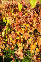 Vinery leaves closeup in Cavaion, Verona Italy