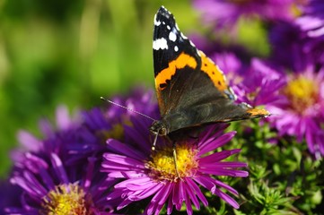 Red Admiral Butterfly