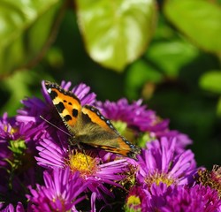 Summer Butterfly
