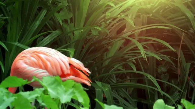 Scenic nature background of pink flamingo walking in wild