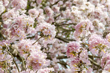 Close up Pink trumpet tree