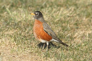 American Robin (Turdus migratorius)