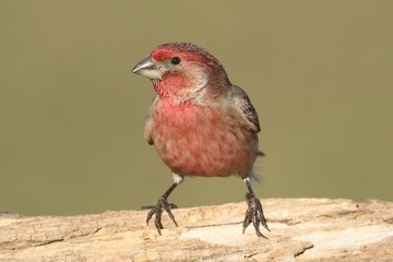 Male House Finch (Carpodacus mexicanus)