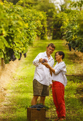 Fototapeta premium grape harvest 