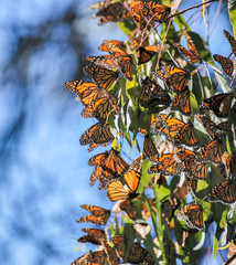 Monarchs cluster in the eucalyptus trees at the Natural Bridges State Park in Santa Cruz,...