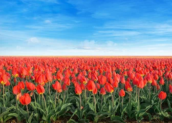 Canvas schilderij Tulp tulpenveld bedekt met rijp bij zonsopgang  © Vaceslav Romanov