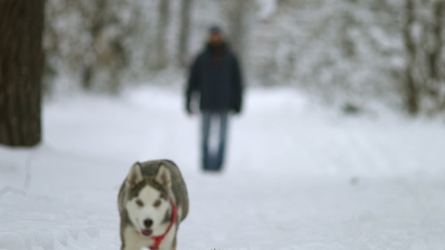 6 in 1 video! The man walk in the snowy forest with a dog. Real time capture
