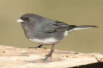 Junco On A Stump