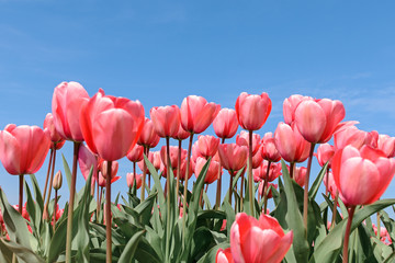 Red tulips against blue sky background