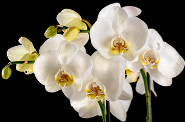 White orchids isolated on the black background