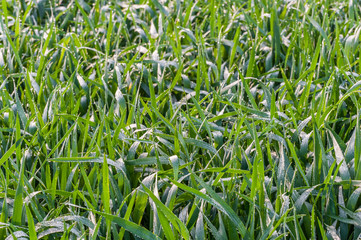 Background with dew on grass