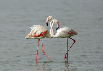 Fototapeta premium A Flamingo pair