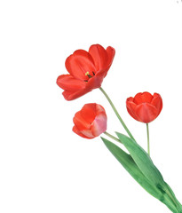 Beautiful bouquet of red tulips isolated on white background