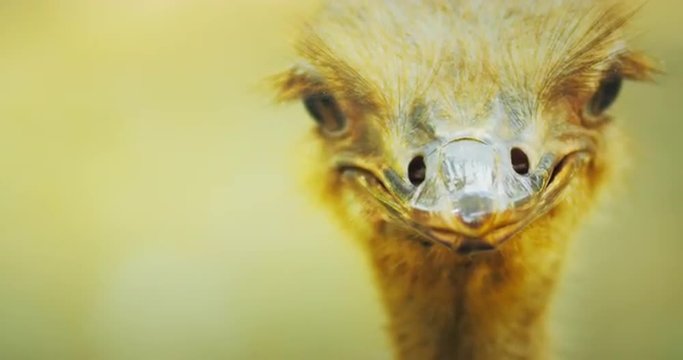 Ostrich turns head and stares on camera close up view