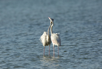 Beautiful Greater Flamingos