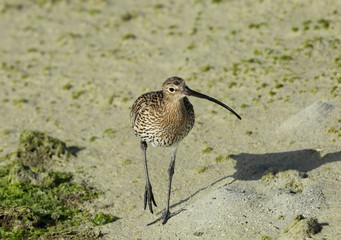 Eurasian curlew