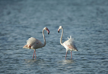 A pair of  greater Flamingos