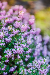 Spring heathers with soft focus bokeh