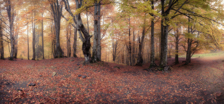 Fototapeta Panorama of autumn misty forest