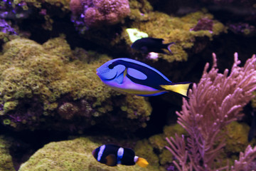 Fototapeta na wymiar Blue Tang fish, Regal Tang Paracanthurus Hepatus