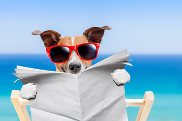 summer beach dog