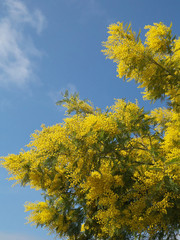 Fototapeta premium Цветущая мимоза, акация серебристая, на фоне голубого неба