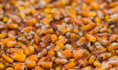 Corn kernels