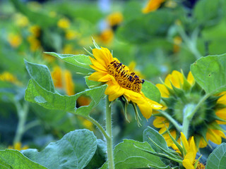 beautiful yellow Sunflower