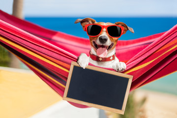 dog on hammock in summer