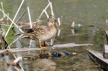 Wild duck, on the city's reservoirs.