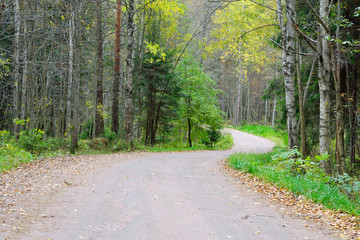 Dirt road in the forest.