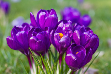 Obraz na płótnie Canvas Macro of purple crocus in spring