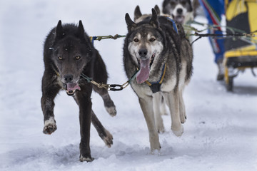 Naklejka premium Sled dog