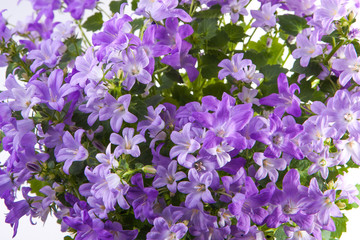 Glockenblume, Campanula