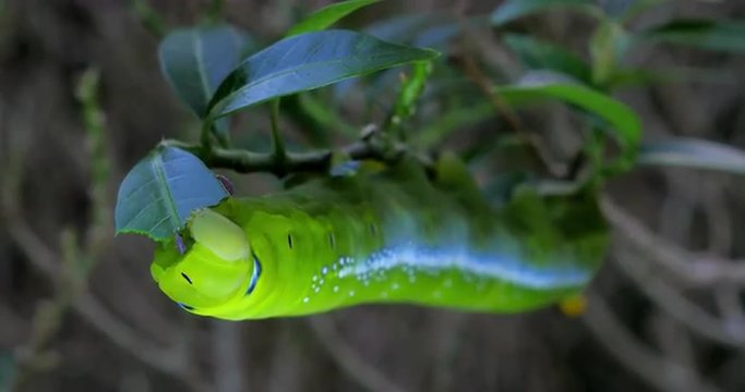 Close up macro view of large green caterpillar eating plants leaf. Fauna of Asia
