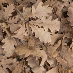 autumn oak leaves dry