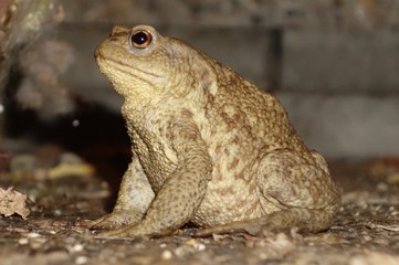 Dicke Kröte