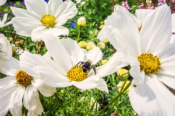 Obraz premium Frühling